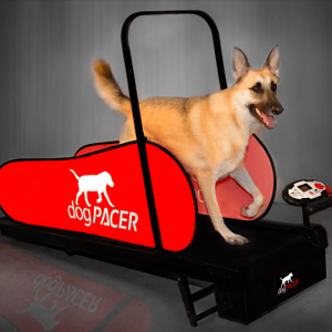 Dog Pacer