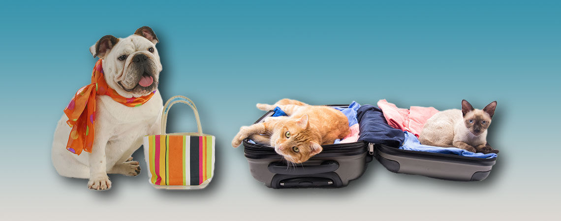 Dog and cat leaving home_in suitcase
