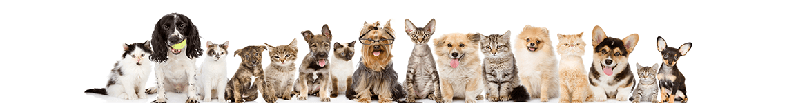 OHPH_small slider of dogs and cats