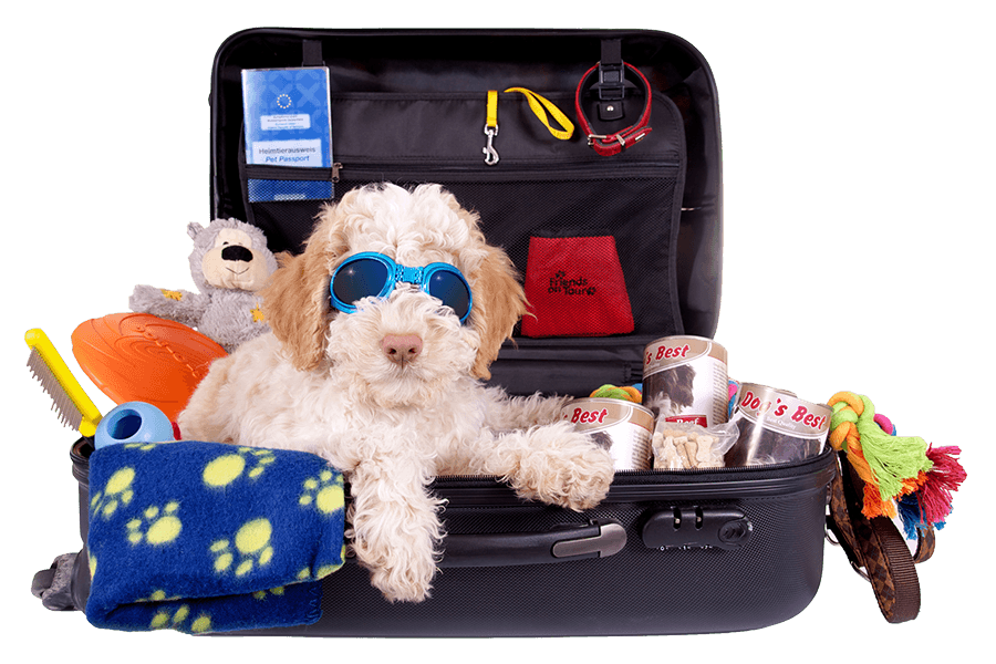 Dog leaving home in a suitcase with pet supplies