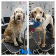Pet Grooming_Before and After Grooming for dog Duke
