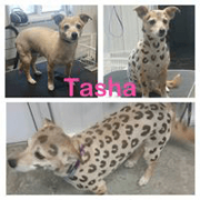 Pet Grooming_Grooming Stencil for dog Tasha