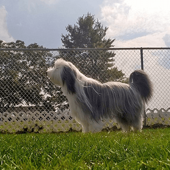 Dog in fenced in play area, safe play at OHPH